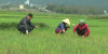 BÌNH LƯ CÂY LÚA ĐANG TRONG TÌNH TRẠNG “KHÁT NƯỚC”