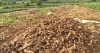 Giá trị thu nhập hằng năm từ miến dong đạt trên 20 tỷ đồng