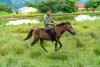 NGUA2