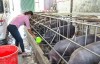 Tam Đường phát huy vai trò làm chủ của phụ nữ trong phát triển kinh tế tập thể, hợp tác xã