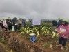 Hội thảo đầu bờ giống ngô nếp TBM18