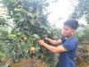 Bản Sử Thàng vươn mình phát triển kinh tế