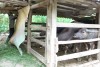 Khuyến cáo chủ động phòng, chống rét đậm, rét hại trên địa bàn xã Bình Lư