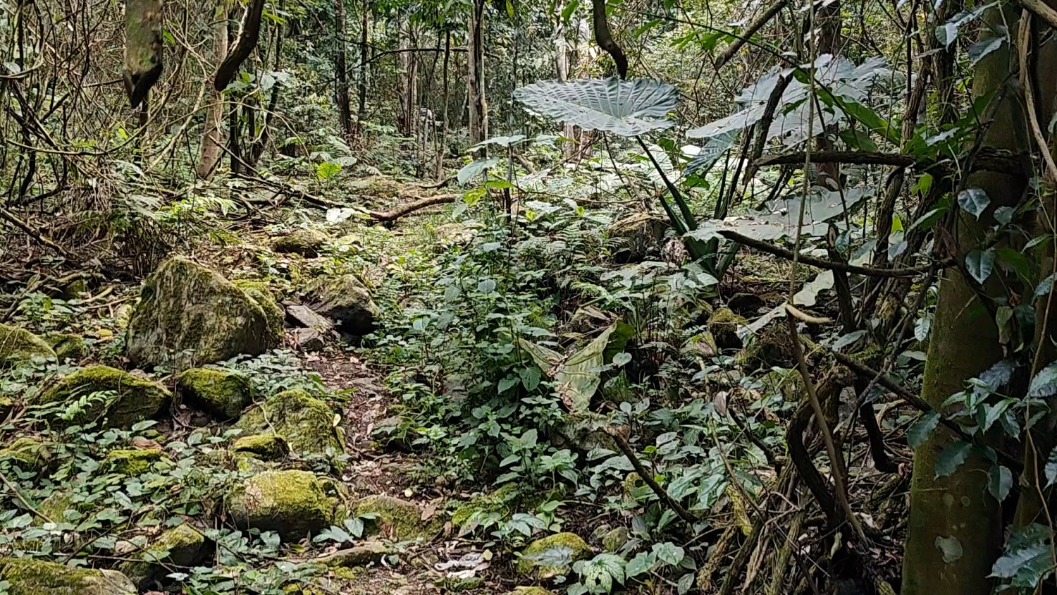 Bản Bo khảo sát, mở hướng phát triển du lịch trekking mạo hiểm dưới chân dãy Hoàng Liên Sơn